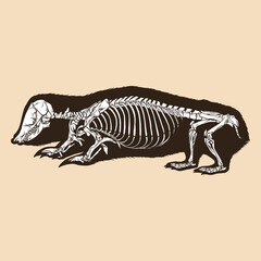 Skeleton southern marsupia mole vector illustration