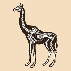 Naklejki  Skeleton giraffe vector illustration