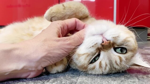 Hand stroking cat lying on back. Red British Chinchilla cat having rest. 