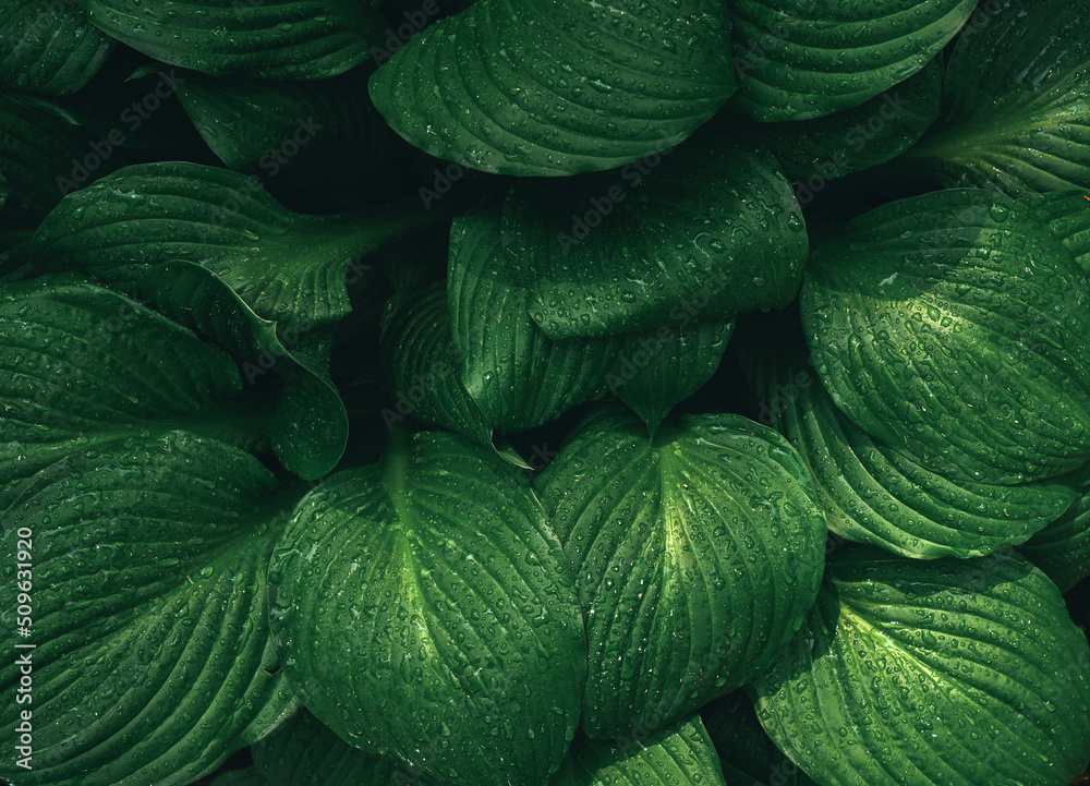 Wall mural Abstract green leaves with rain drops background. Natural textured foliage. Lush blue dark toned forest flowers. Backplate for organic products presentation. Nature, environment conservation concept