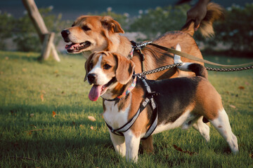 Dogs enjoy playing in the park outdoor with owner. Beagle. Thai dog.