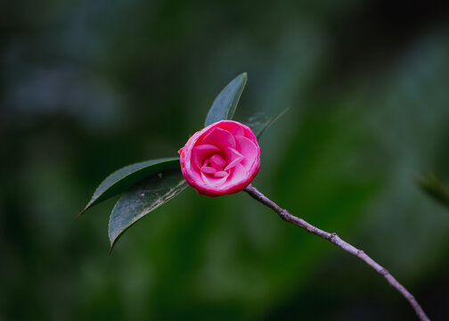 Solitaire