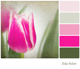 Pink tulips in a colour palette with complimentary colour swatches