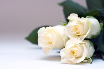 Close up of white rose buds against white background