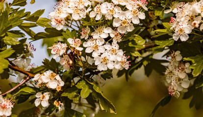 Beautiful tree blossoms on a sunny day in spring near Bad Griesbach, Bavaria, Germany