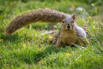 Close-up of a fox squirrel