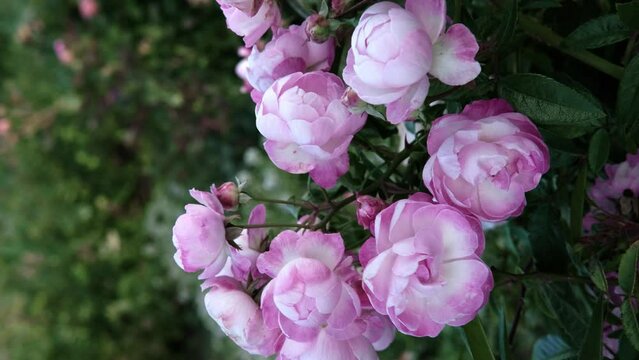 Beautiful and delicate pale pink roses in rose garden. Gardening concept. Slow motion, vertical format