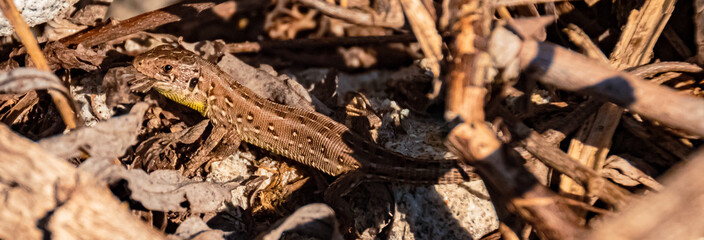 Lacerta agilis, sand lizard, on a sunny summer day near Landau, Isar, Bavaria, Germany