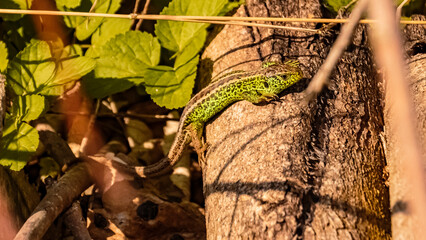 Lacerta agilis, sand lizard, on a sunny summer day near Landau, Isar, Bavaria, Germany