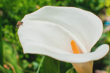 alcatraz flower white with yellow with a bee in a home garden