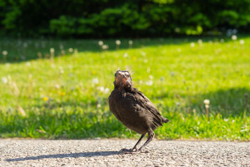 Common grackle (Quiscalus  quiscula) chick close up shot on the fresh green grass. Grackle chick at the park getting ready for first flight. 