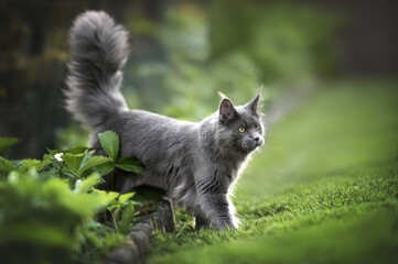 Naklejka na ściany i meble beautiful grey maine coon cat walking in the garden in summer