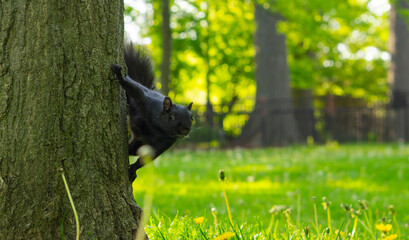 A Black Squirrel, a melanistic variety of Eastern Grey Squirrel, is standing amongst the green leaves. Black Squirrel resting on wooden post.