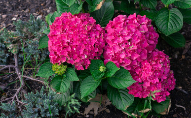 Colorful flowers of hydrangea ( Hydrangea macrophylla ) in garden on sunny summer day. Purple and pink hydrangea. High quality photo. Selective focus.