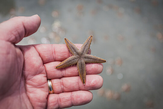 starfish in hand