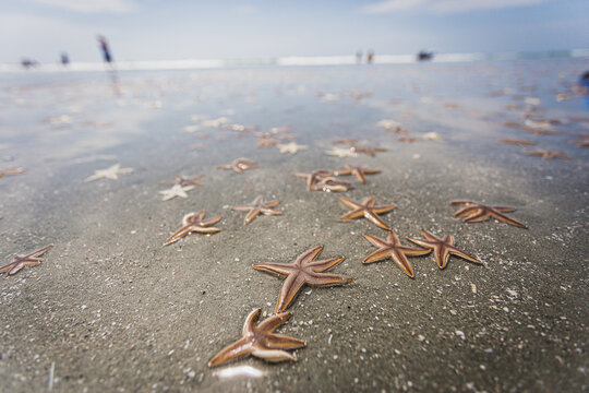 Starfish