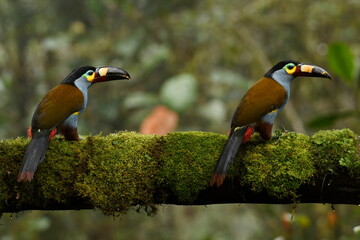 A pair of Plate-billed mountain toucans (Andigena laminirostris) on a mossy branch in the Ecuadorian cloud forest near Santa Rosa, Mindo. © SimonJohannes