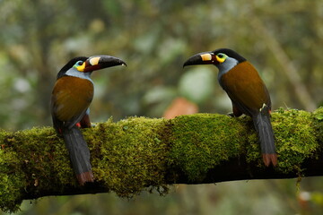 A pair of Plate-billed mountain toucans (Andigena laminirostris) on a mossy branch in the...