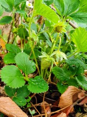 Strawberry plant with flower and unripe fruit - 509633729