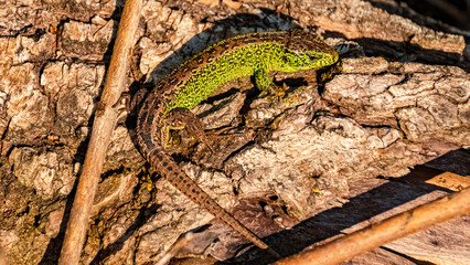 Lacerta agilis, sand lizard, on a sunny summer day near Landau, Isar, Bavaria, Germany
