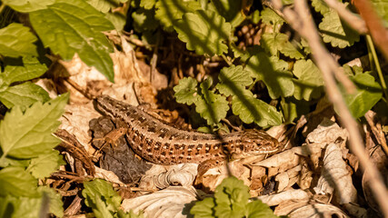 Lacerta agilis, sand lizard, on a sunny summer day near Landau, Isar, Bavaria, Germany
