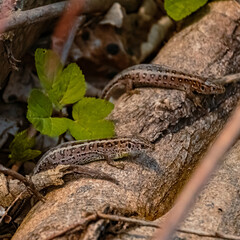 Lacerta agilis, sand lizard, on a sunny summer day near Landau, Isar, Bavaria, Germany