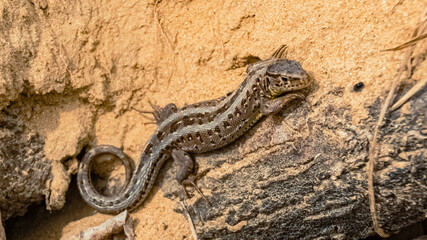 Lacerta agilis, sand lizard, on a sunny summer day near Landau, Isar, Bavaria, Germany