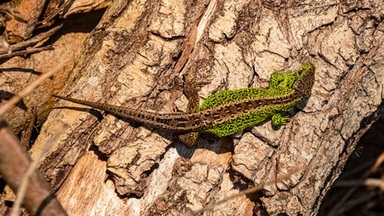 Lacerta agilis, sand lizard, on a sunny summer day near Landau, Isar, Bavaria, Germany