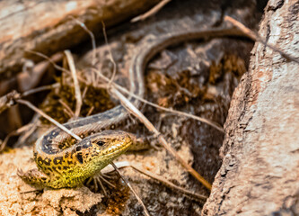 Lacerta agilis, sand lizard, on a sunny summer day near Landau, Isar, Bavaria, Germany