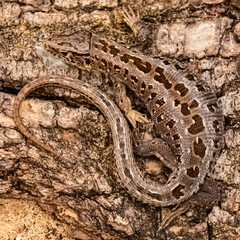 Lacerta agilis, sand lizard, on a sunny summer day near Landau, Isar, Bavaria, Germany