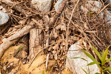 Lacerta agilis, sand lizard, on a sunny summer day near Landau, Isar, Bavaria, Germany
