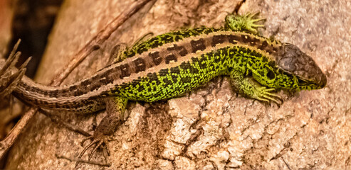 Lacerta agilis, sand lizard, on a sunny summer day near Landau, Isar, Bavaria, Germany