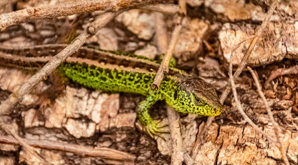 Lacerta agilis, sand lizard, on a sunny summer day near Landau, Isar, Bavaria, Germany