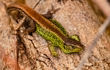 Lacerta agilis, sand lizard, on a sunny summer day near Landau, Isar, Bavaria, Germany