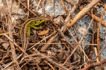Lacerta agilis, sand lizard, on a sunny summer day near Landau, Isar, Bavaria, Germany