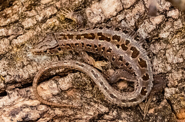 Lacerta agilis, sand lizard, on a sunny summer day near Landau, Isar, Bavaria, Germany
