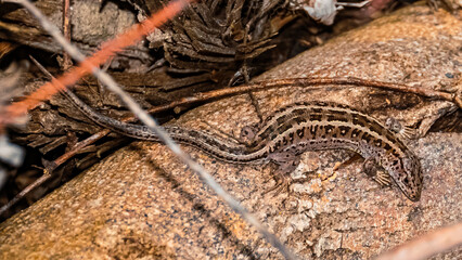 Lacerta agilis, sand lizard, on a sunny summer day near Landau, Isar, Bavaria, Germany