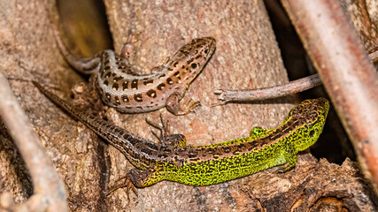 Lacerta agilis, sand lizard, on a sunny summer day near Landau, Isar, Bavaria, Germany