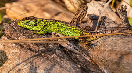 Lacerta agilis, sand lizard, on a sunny summer day near Landau, Isar, Bavaria, Germany