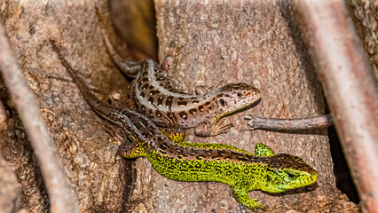 Lacerta agilis, sand lizard, on a sunny summer day near Landau, Isar, Bavaria, Germany