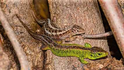 Lacerta agilis, sand lizard, on a sunny summer day near Landau, Isar, Bavaria, Germany