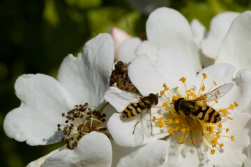 Schwebefliegen auf weißer Blüte © Christian Niemand