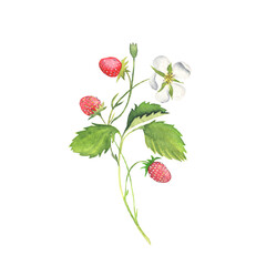 Sprig of wild strawberry. Watercolor.