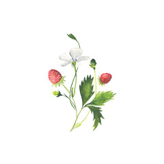 Sprig of wild strawberry. Watercolor.