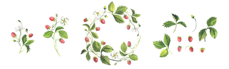 Wild Strawberry Wreath, Sprig, Leaves, Berries. Watercolor. - 509633989