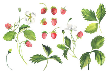 Wild Strawberries, Sprig, Leaves, Berries. Elements isolated on white. Watercolor.