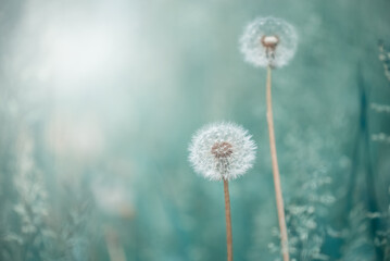 Fluffy dandelions on a beautiful turquoise background. A dreamy art image. Gentle summer background...