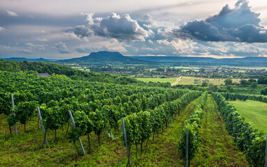 Fototapeta na wymiar Vineyards with the Saint George Hill in Balaton Highlands, Hungary
