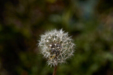 Close up of a solitary dandelion