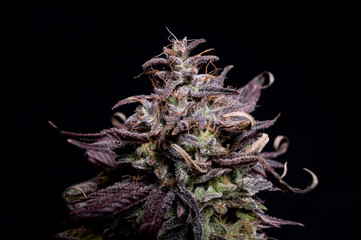 Purple cannabis